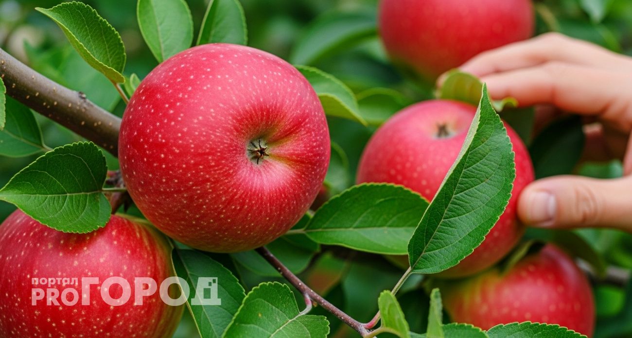 Пока мы выбрасываем яблоки, финны превращают их в семейный бизнес: вот что они делают иначе