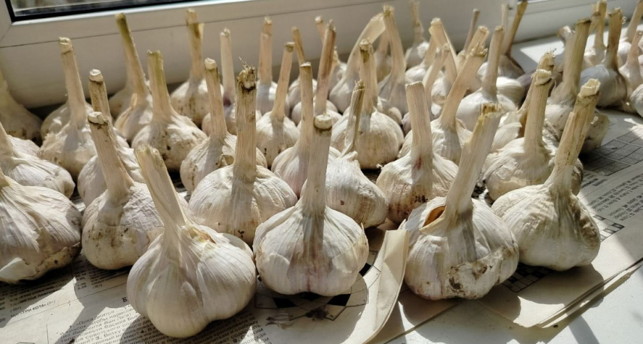 Почему чеснок вырастает мелким и гниёт: три роковые ошибки при осенней посадке, о которых молчат опытные дачники