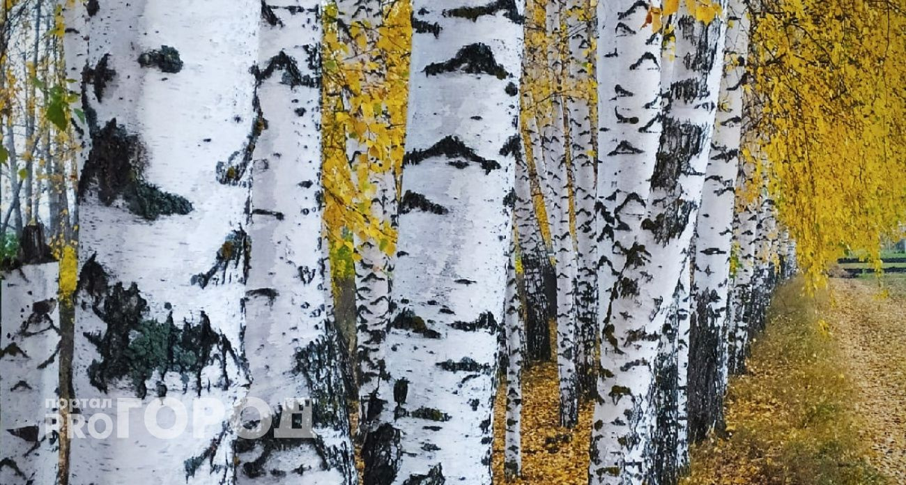 В Чувашии обещают комфортную осеннюю погоду на выходные