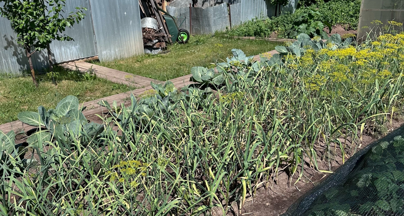 Один день осенью спасёт ваш сад от гибели: что опытные садоводы делают после листопада