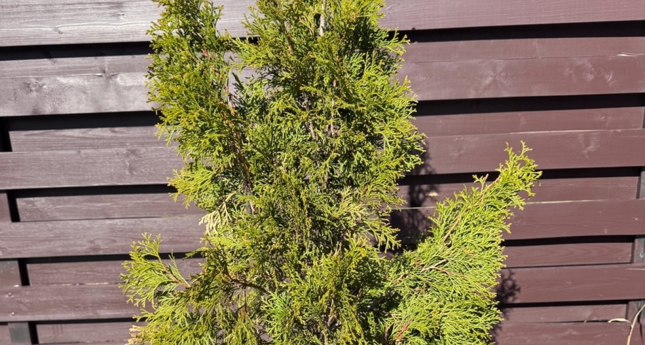 Три ошибки осеннего ухода за хвойными, из-за которых весной придется вырезать ветки