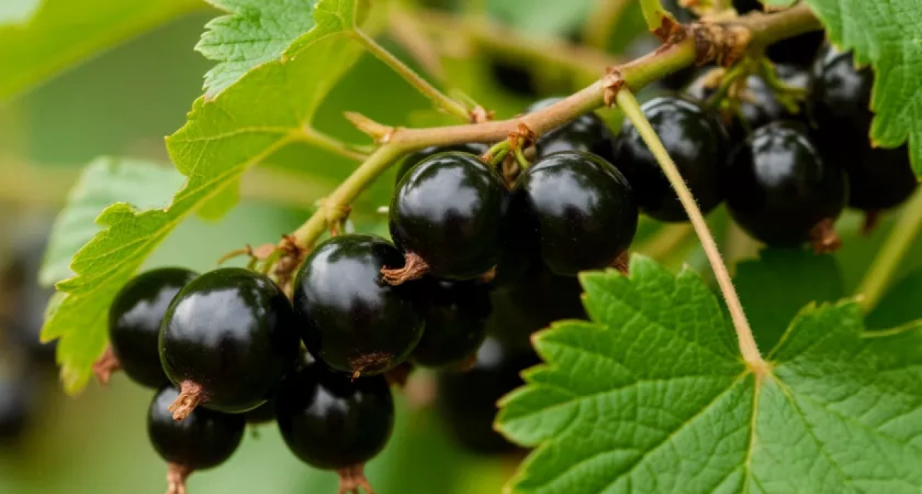 Садоводы со стажем делают это с смородиной в октябре: одна процедура решает судьбу урожая на весь следующий год