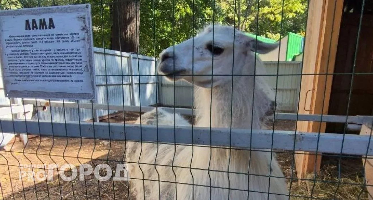 Штраф зоопарку и чемпионка покинула шоу "Титаны": главные новости за 13 октября в Новочебоксарске