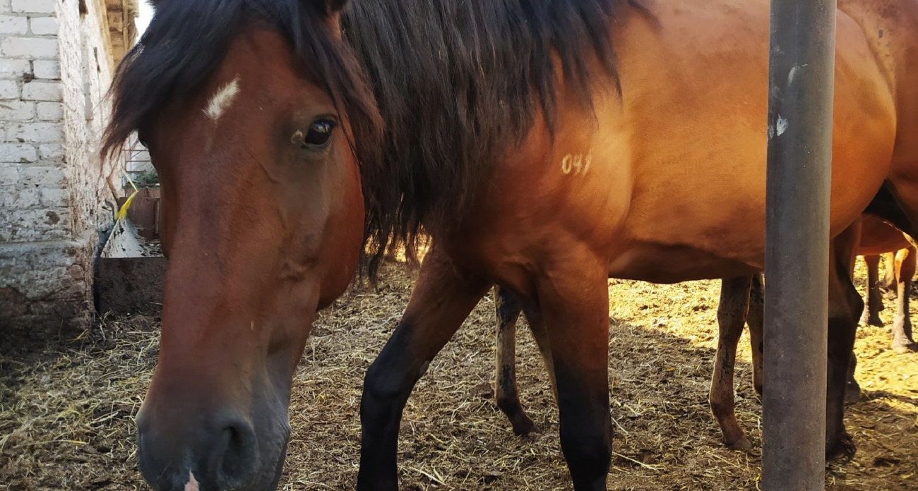 Новочебоксарцы смогут бесплатно посетить бассейн и покататься на лошадях
