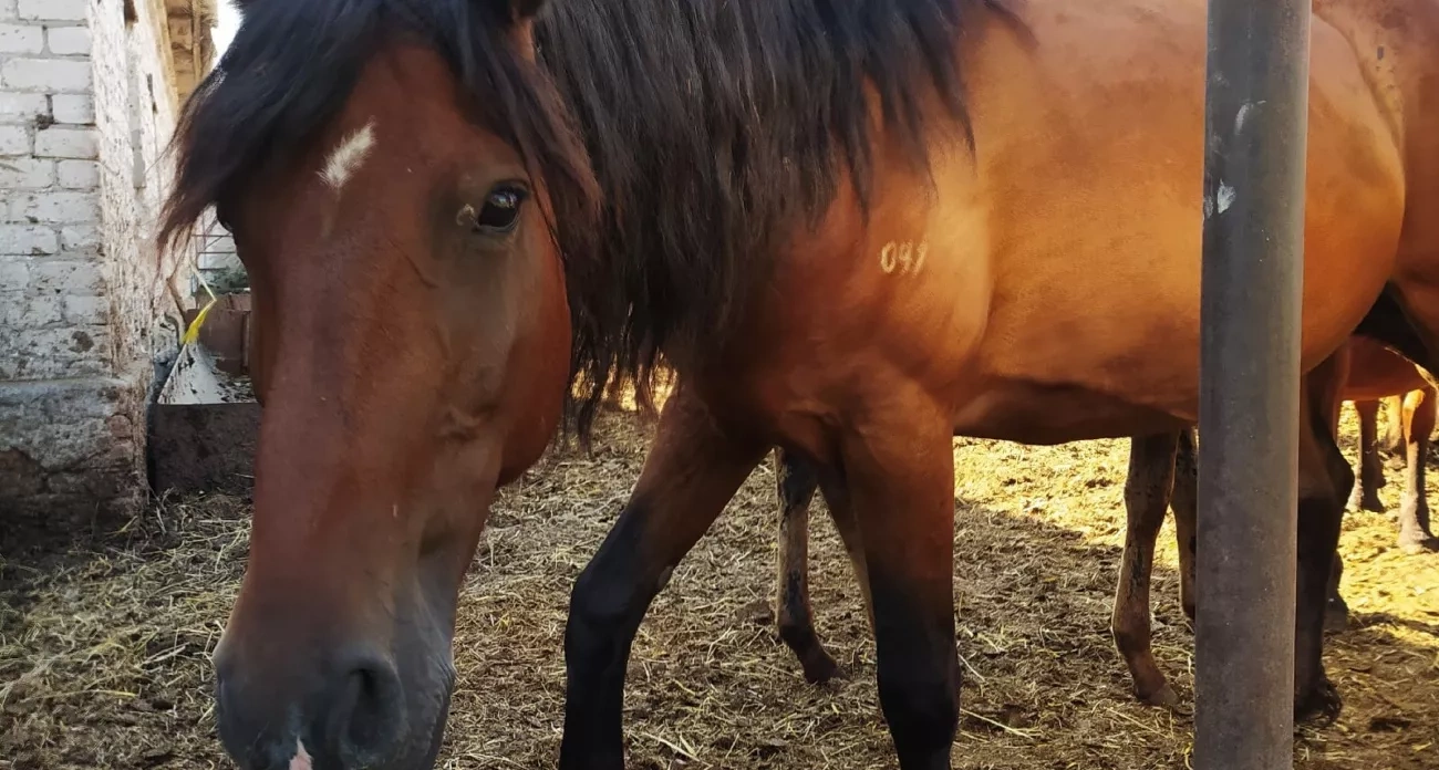 Новочебоксарск: бесплатный бассейн и конные прогулки, квартирная кража - главные новости за 16 октября