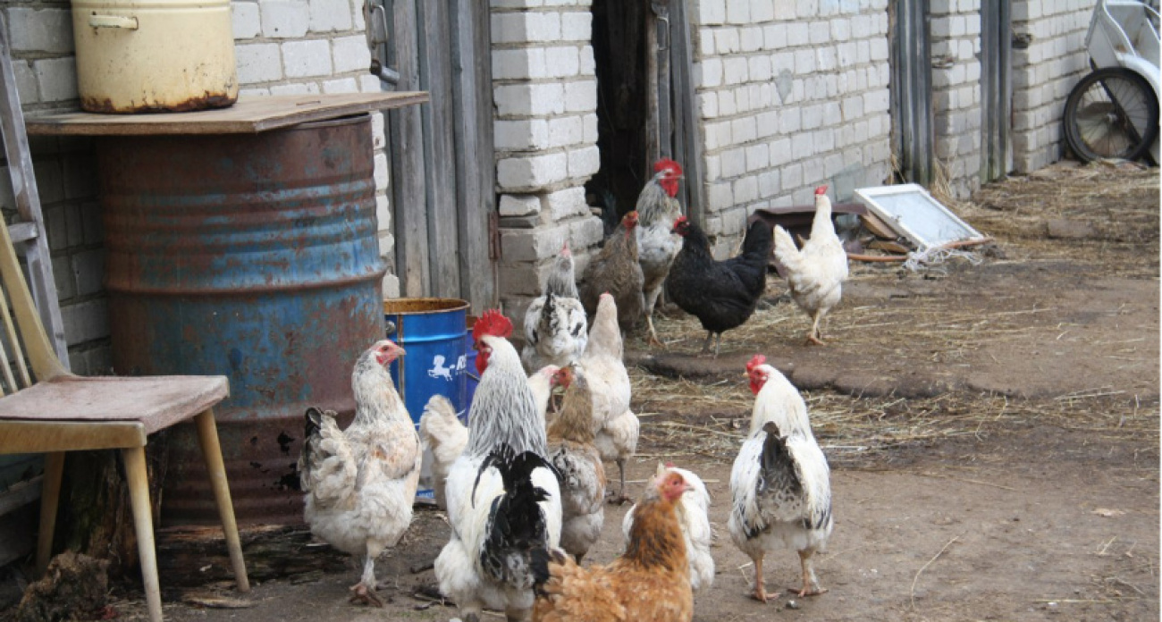 Птицевод с 30-летним стажем раскрыл секрет осенней мешанки — куры несутся как в молодости