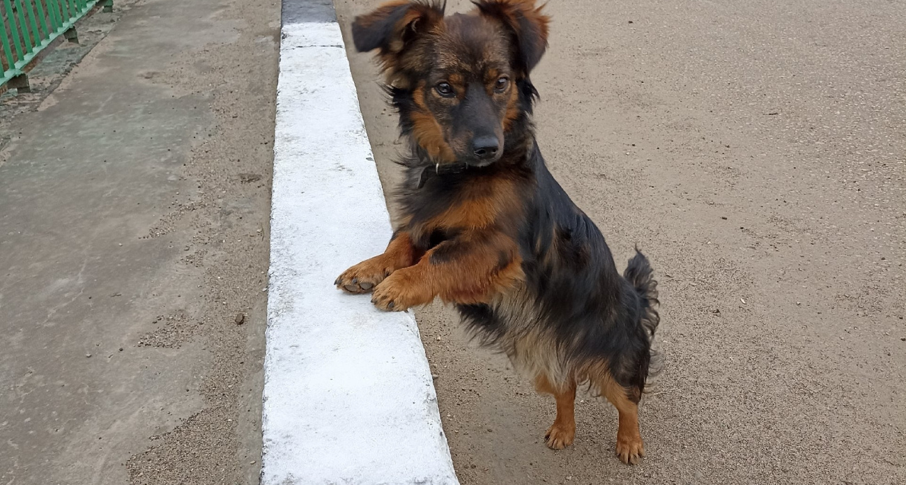 Ветеринары предупреждают: эти 10 продуктов со стола могут убить вашу собаку за считанные часы