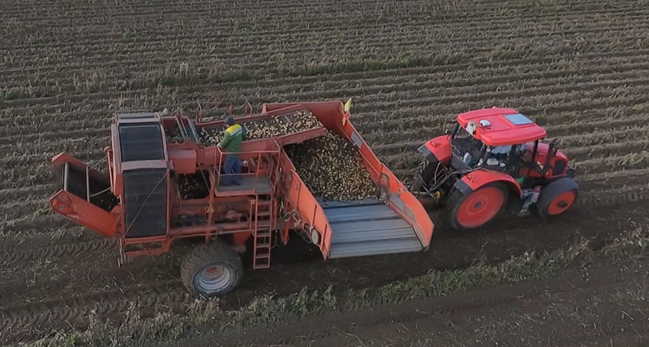 Чувашия собрала рекордный урожай картофеля - 121,5 тысячи тонн