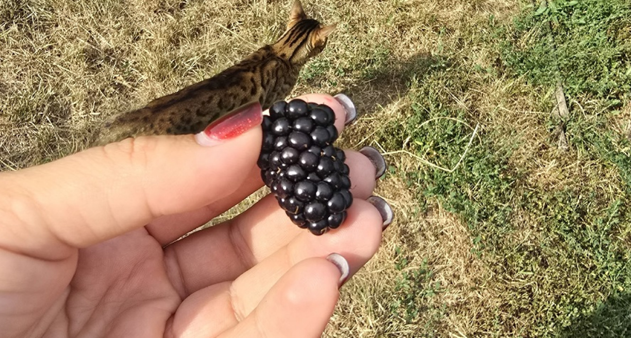 Ежевика не успевает созреть до холодов: три подкормки в октябре, которые решат проблему навсегда