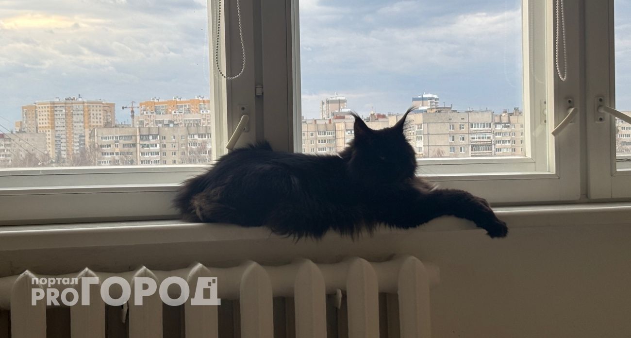 В Госдуме решают, кто сможет завести кота или собаку, а кому никогда не разрешат