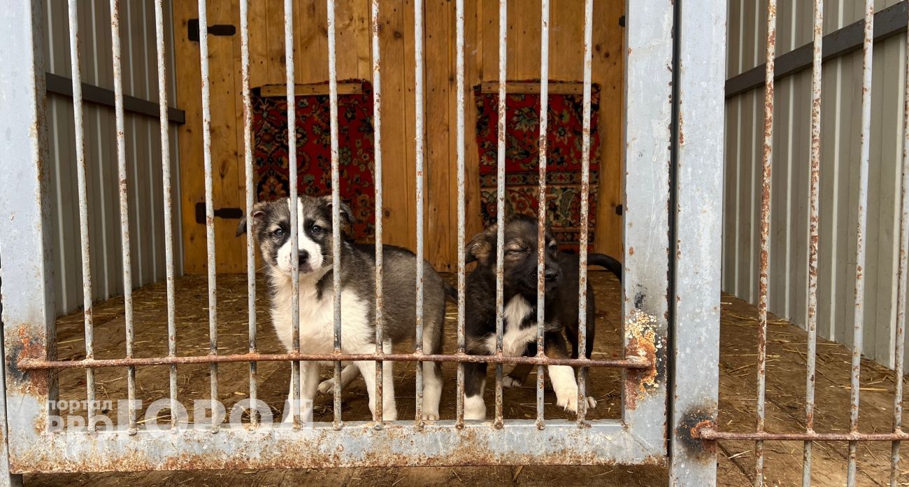 Ученые выснили, что полезнее для собак – сухой корм или сырое мясо: кормим правильно, чтобы не навредить