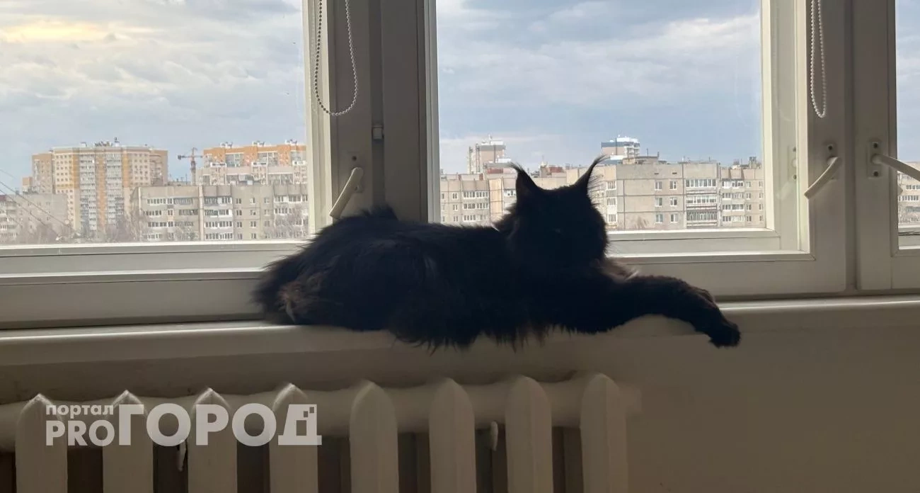 18 квадратов на кошку: проверьте, грозит ли вам штраф за количество питомцев