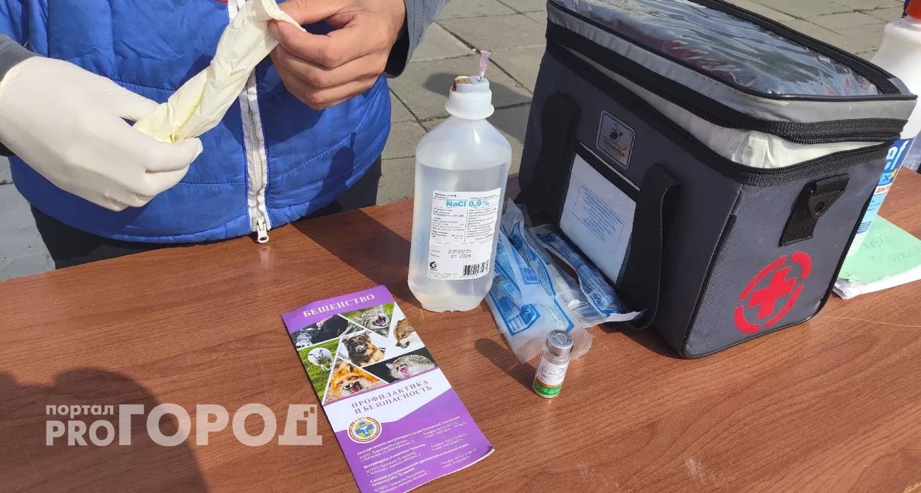 Новочебоксарск: новая ветклиника и проверка ремонта тротуаров - главные новости за 2 ноября