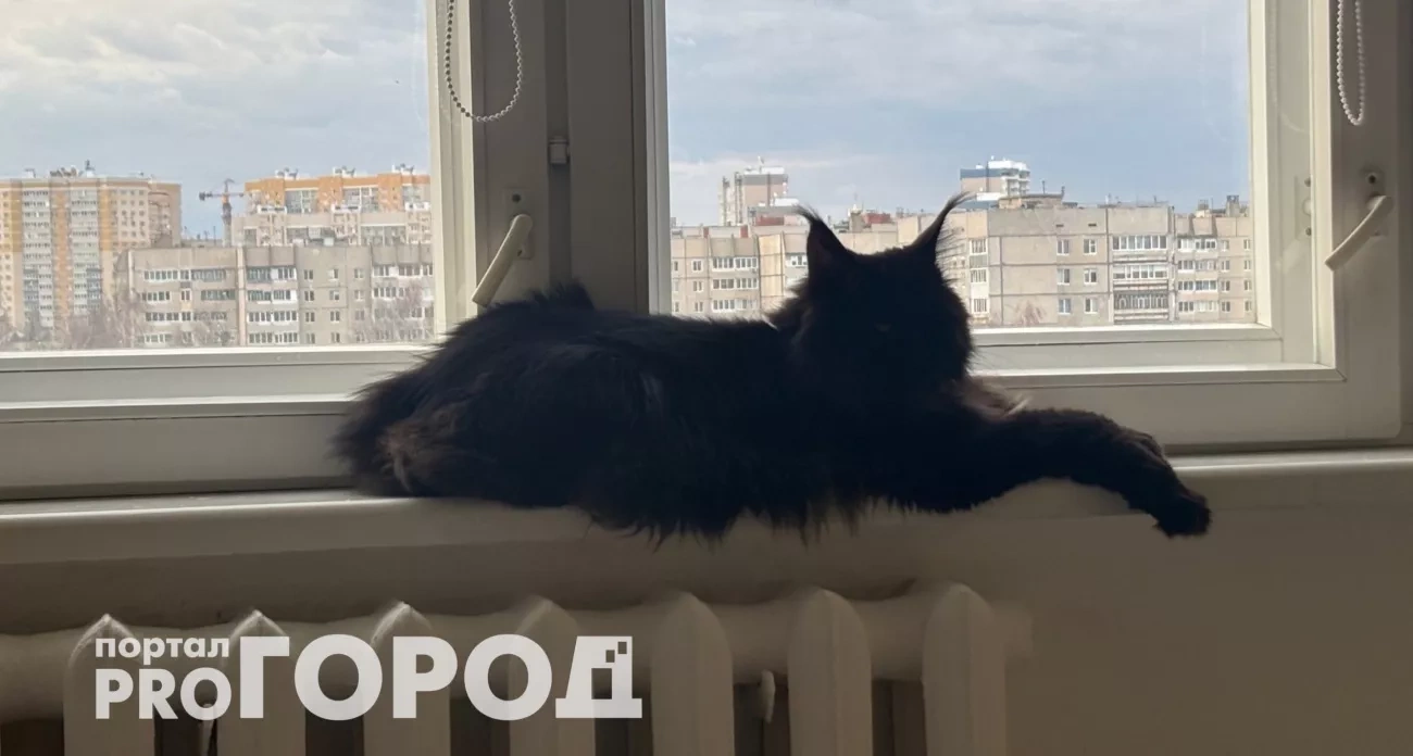 Ветеринары наконец ответили: сколько дней кошка может прожить дома без хозяев