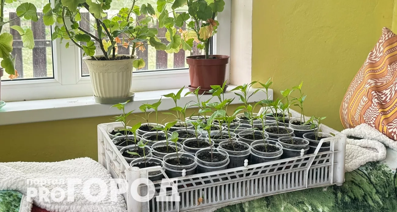 Как я утеплил подоконник для рассады: бюджетный способ на годы