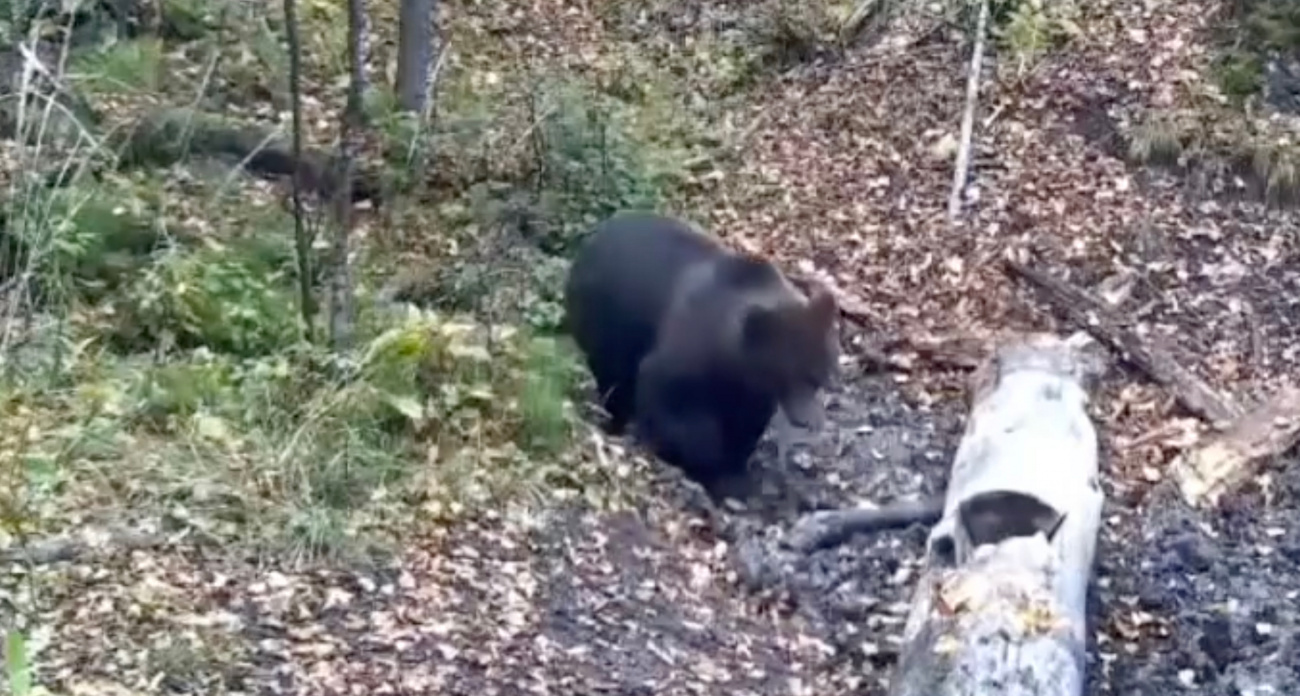 Минприроды Чувашии запустило канал на RuTube о природе региона