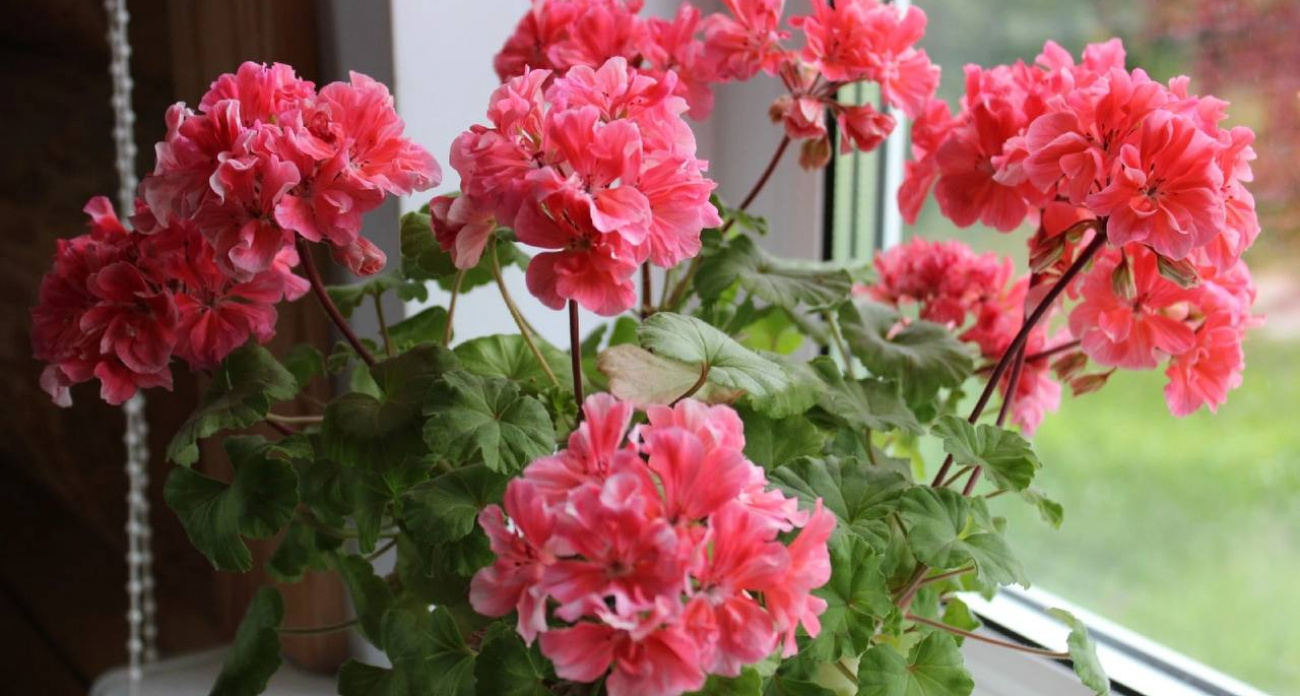Вялая герань превратится в цветущий куст на всю зиму: простые действия в ноябре-декабре, которые мгновенно оживят растение