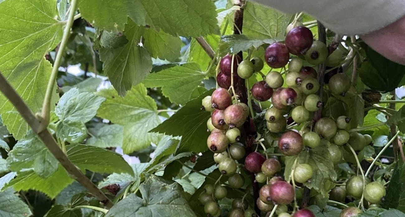 Садоводы, не пропустите ноябрьскую обрезку смородины: три критических нюанса, о которых молчат опытные дачники