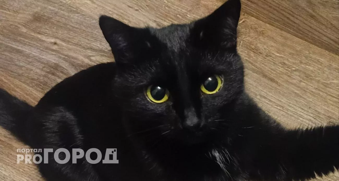 Что чувствуют бездомные коты, когда попадают в дом - ответ изменит ваше отношение навсегда