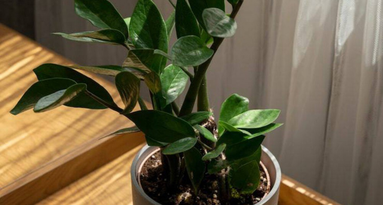 5 секретов долголетия замиокулькаса: простые приёмы, о которых молчат опытные цветоводы