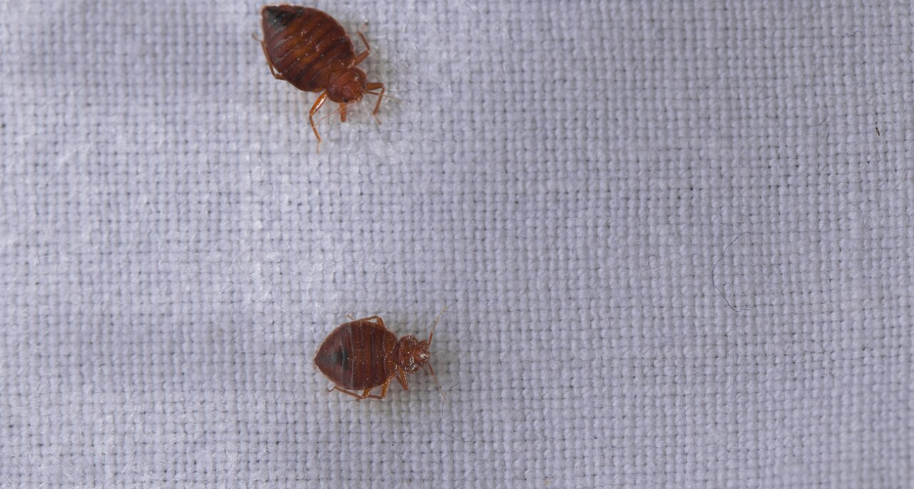 Положите это растение под кровать и забудьте о постельных клопах: простой способ избавиться от паразитов без химии