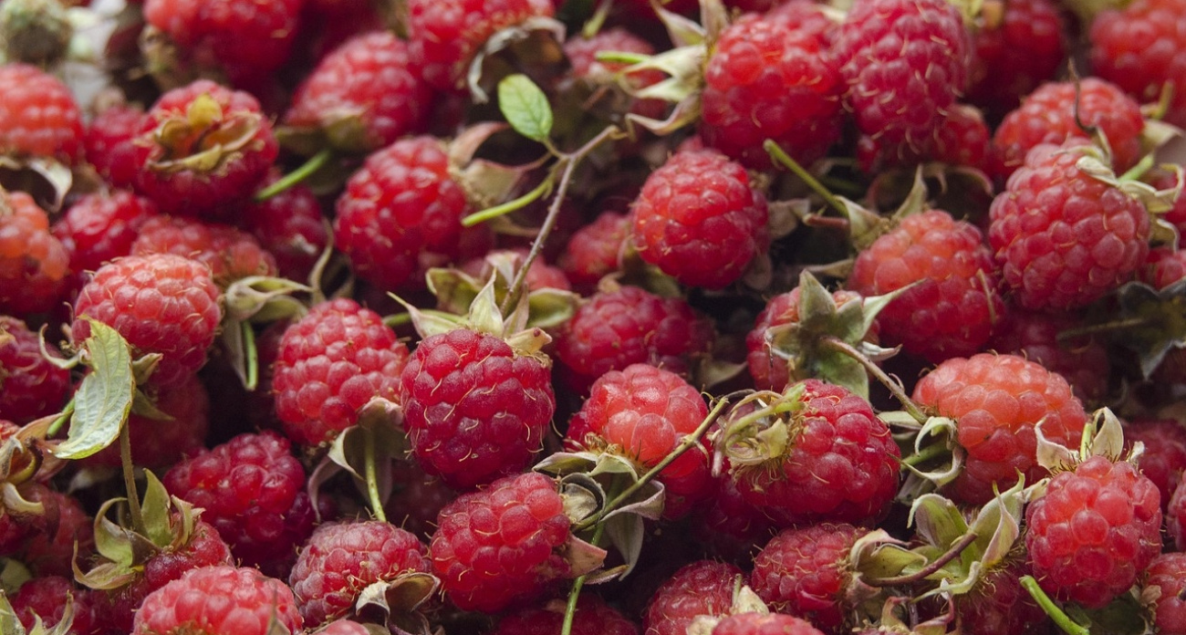 Три роковые ошибки при обрезке ремонтантной малины: агрономы объясняют, почему ягоды становятся размером с горошину