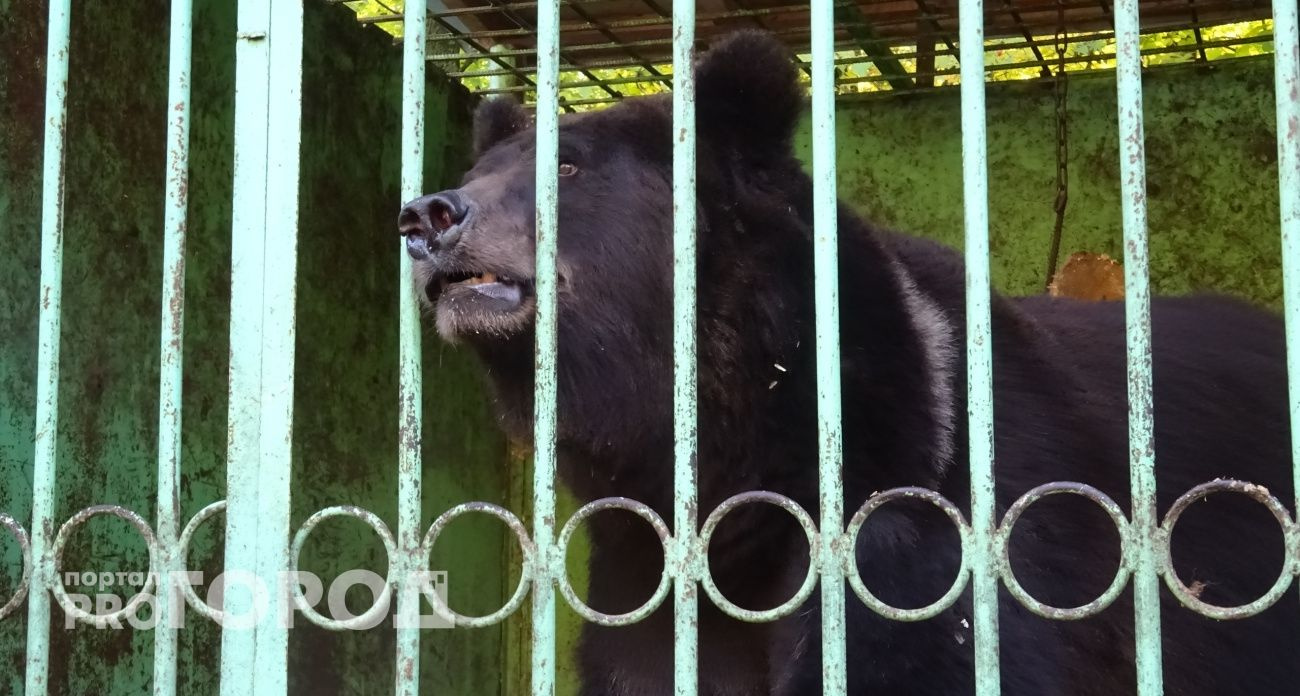 В Чувашии обсудили рост численности бурых медведей и создание рабочей группы по их регулированию