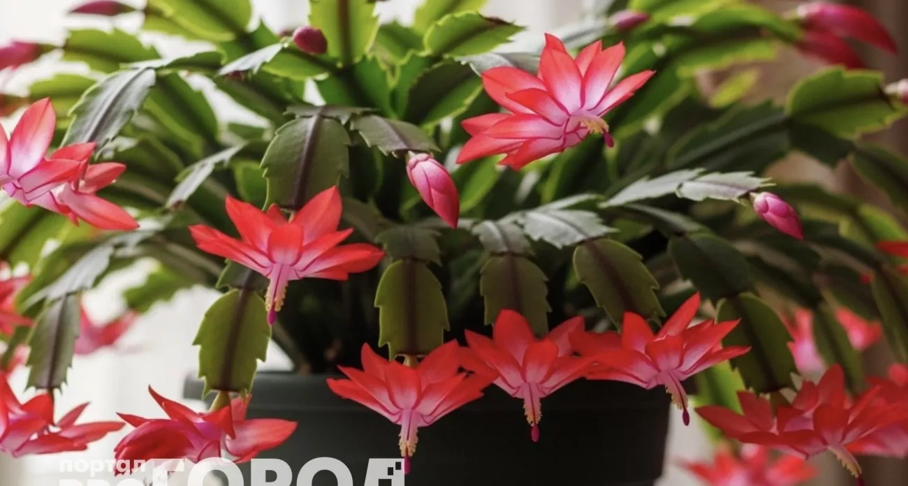 Соседи будут выпрашивать секрет: пять роскошных растений, которые радуют цветением всю зиму