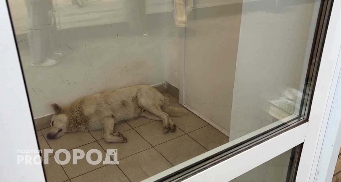 В Новочебоксарске ситуацию с безнадзорными животными назвали экстраординарной