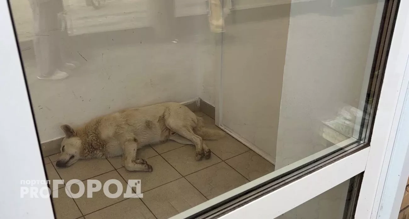 Новочебоксарск: экстренная ситуация с безнадзорными животными и ДТП с пострадавшей — главные новости за 27 ноября