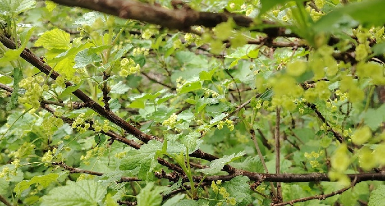 Осенняя обрезка смородины всех видов: простой способ увеличить урожай и улучшить вкус ягод