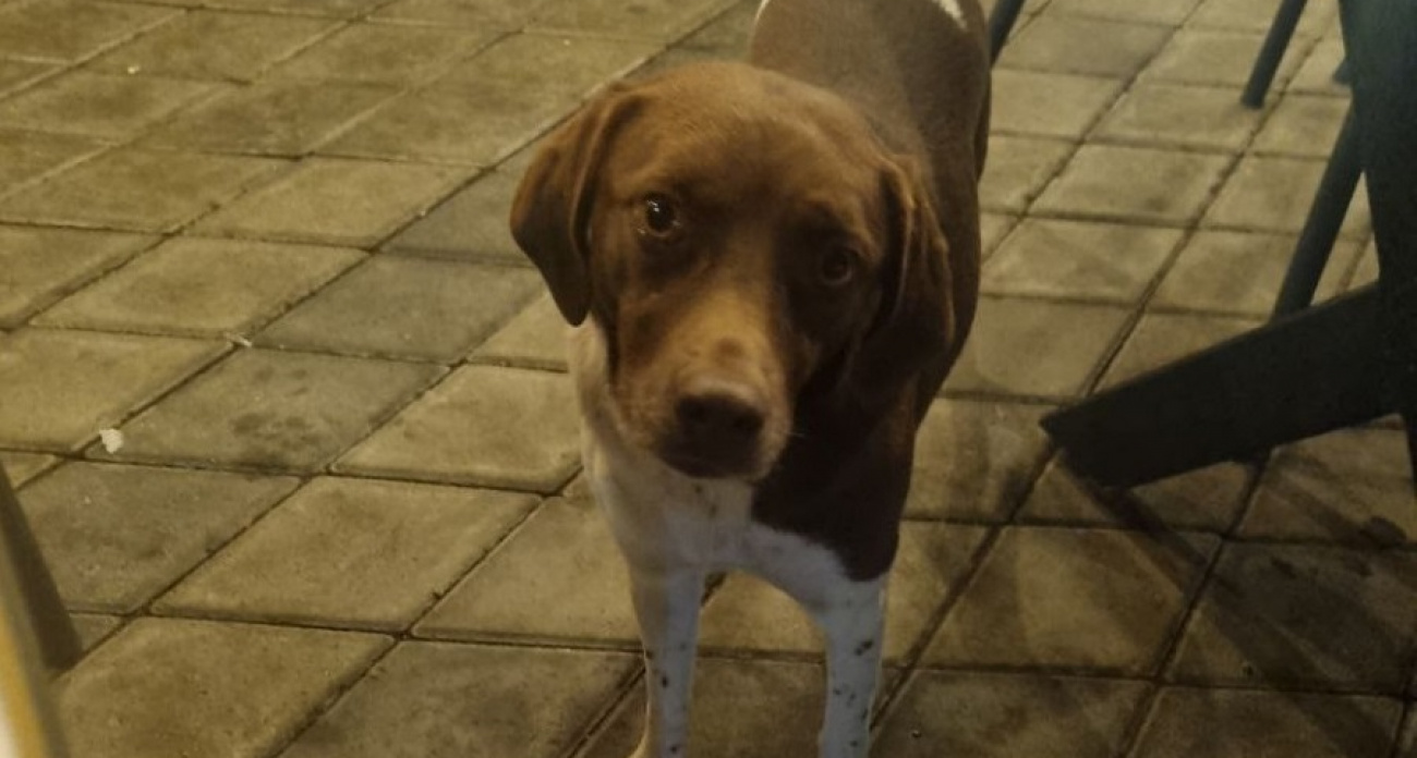 11 способов причинить боль вашей собаке — проверьте, не делаете ли вы это каждый день