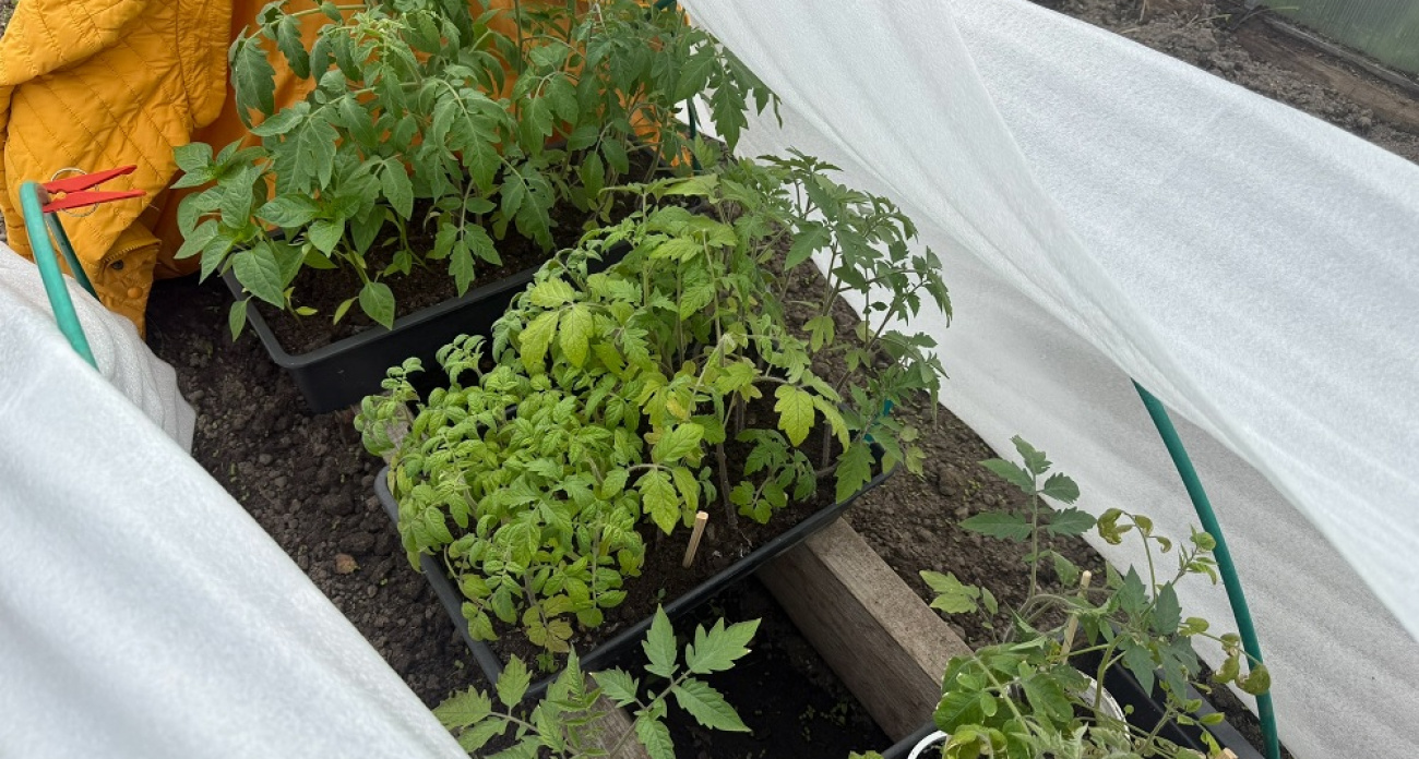 Рассада томатов перестанет тянуться в высоту, вырастет толстой и здоровой: простой способ для занятых огородников