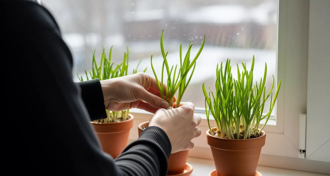 Чеснок больше не беру в магазине: выращиваю на подоконнике зимой и получаю урожай без пестицидов и химикатов