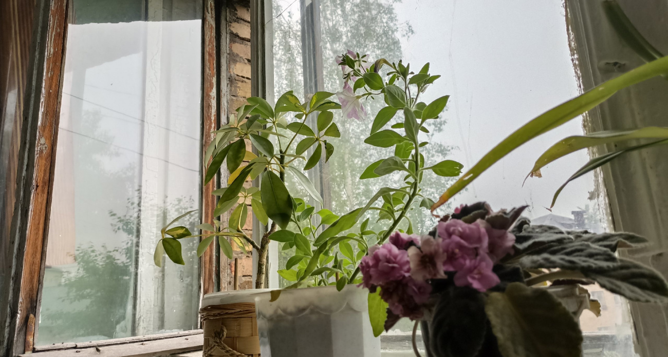 Комнатные убийцы: 10 растений, которые медики советуют немедленно вынести из квартиры