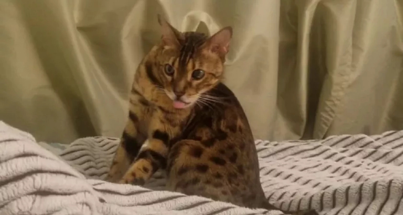 Почему кошка вылизывает вас каждый день - ветеринары раскрыли истинную причину