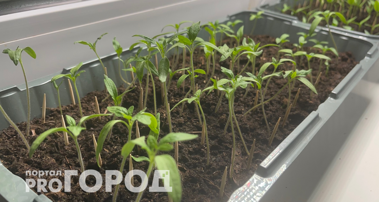 Пока соседи спят: умные огородники сеют эти растения уже в декабре-январе для богатого урожая