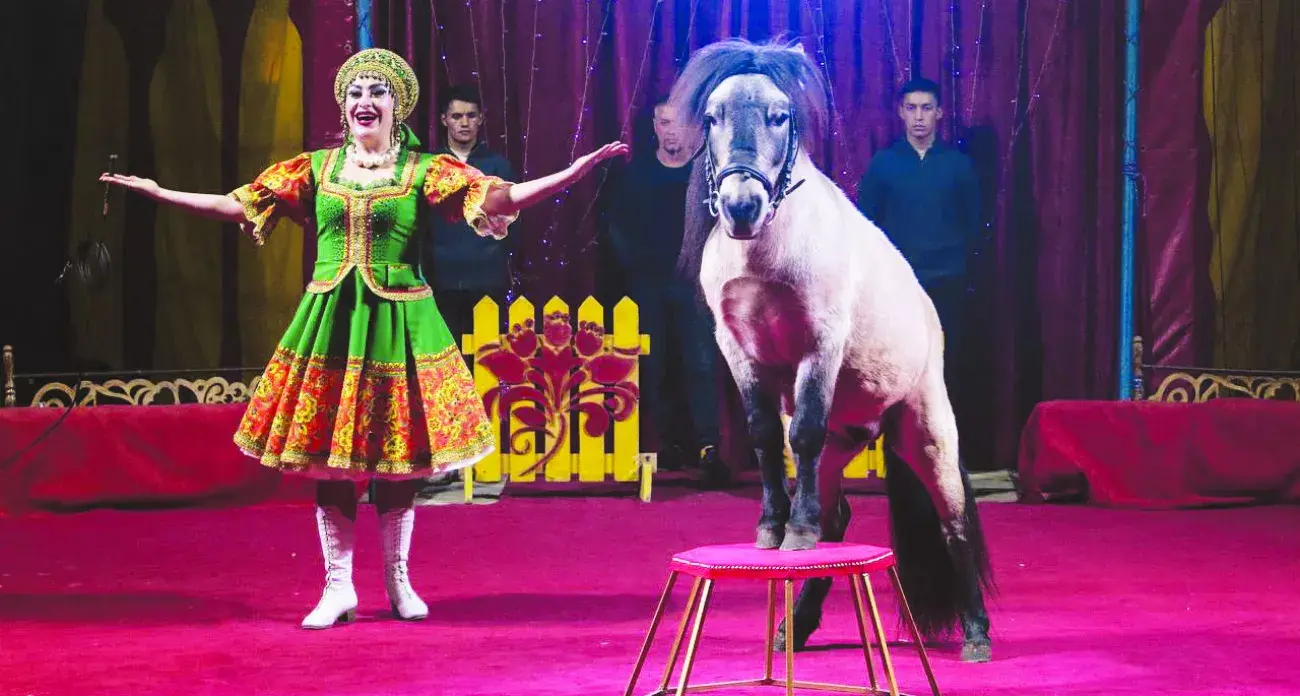 Что ждет год Синего Деревянного Тигра по предсказаниям дрессированных львов