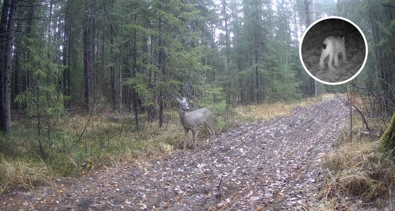 Фотоловушка в заповеднике "Присурский" засняла редкую рысь и косулю