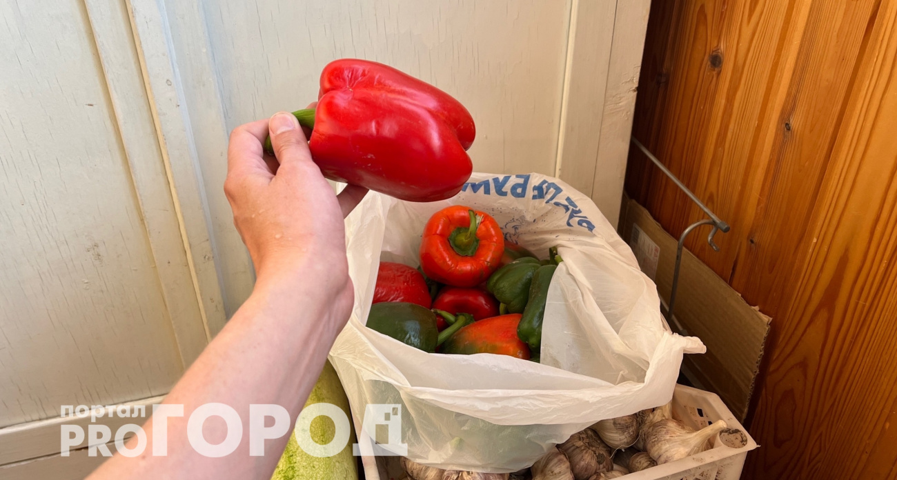 Богатый урожай собираю уже через 75 дней: лучшие ультраскороспелые сорта перцев 