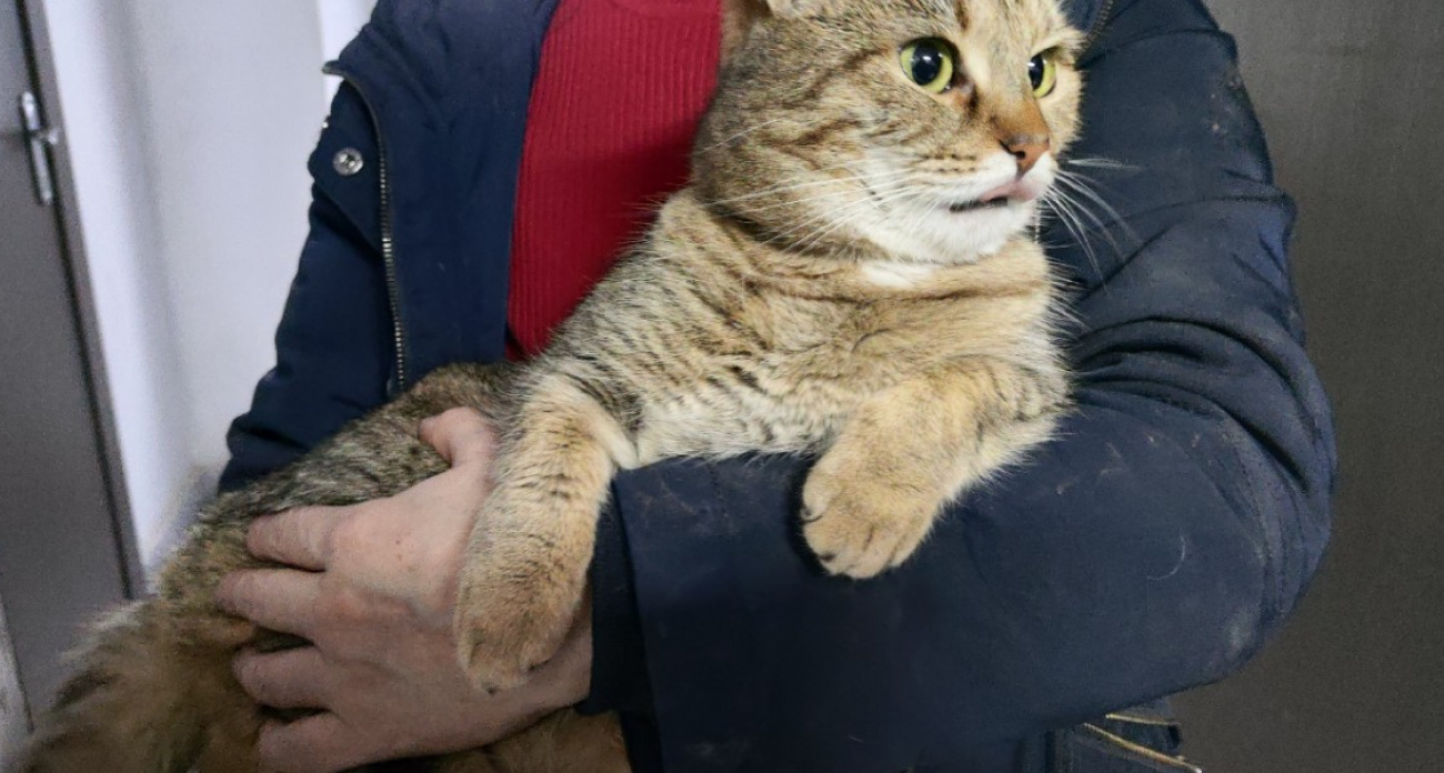 Ваш кот вас обманывает: он все помнит, но делает вид, что живет одним днем