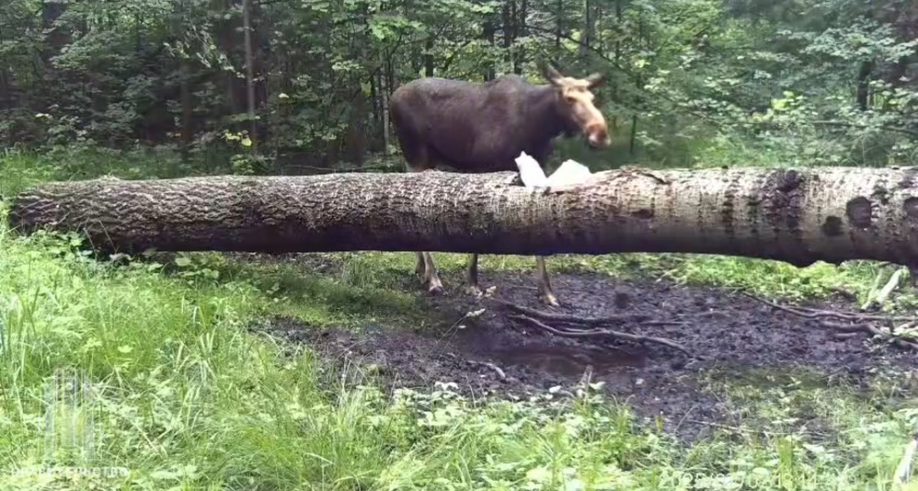 В Чувашии значительно увеличилось число двух диких животных