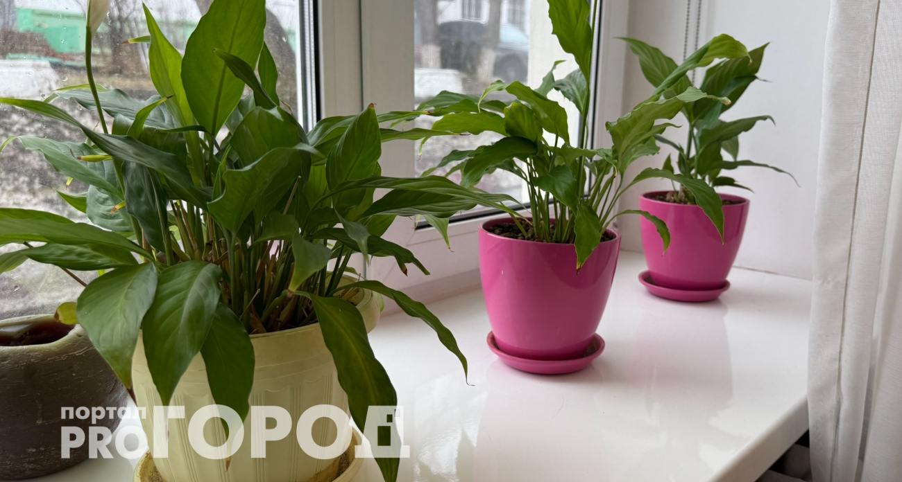 Не держите их дома: какие комнатные цветы отравляют семью