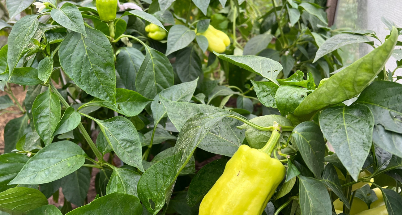 Садоводы опустошают полки: эти оранжевые перцы в 2026 году быстро скупают, а с грядок — все рекорды урожайности