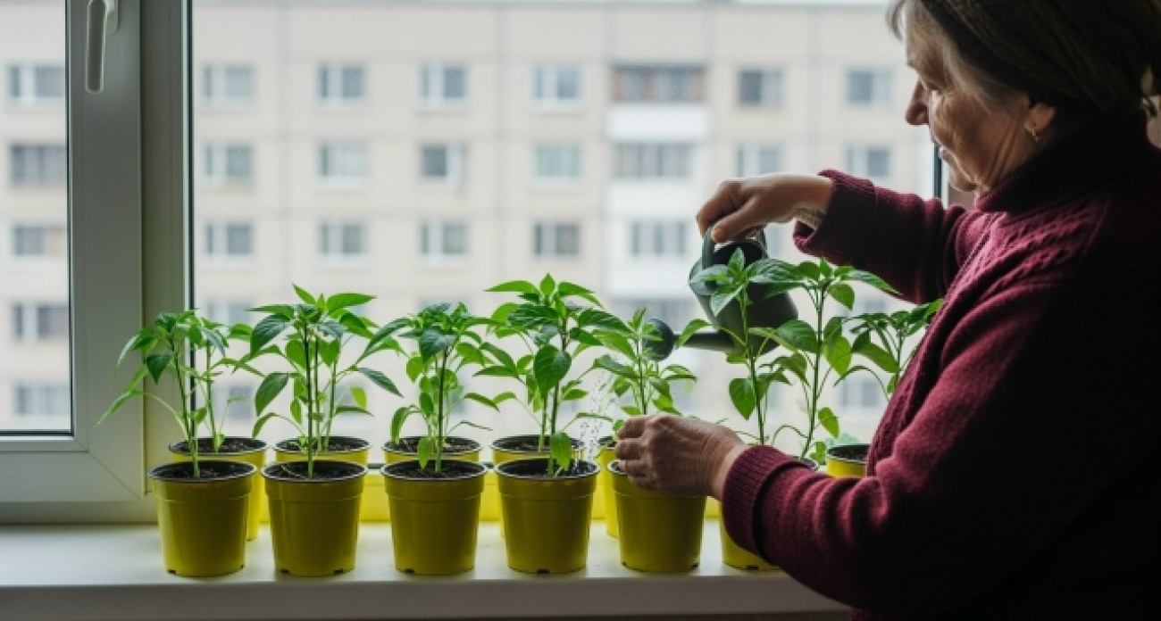 Запомните эту хитрость: рассаду так сажают еще с января, а вы все откладываете