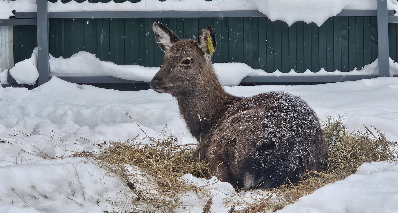 В новочебоксарском зоопарке появился новый житель - юная олениха Сильвия