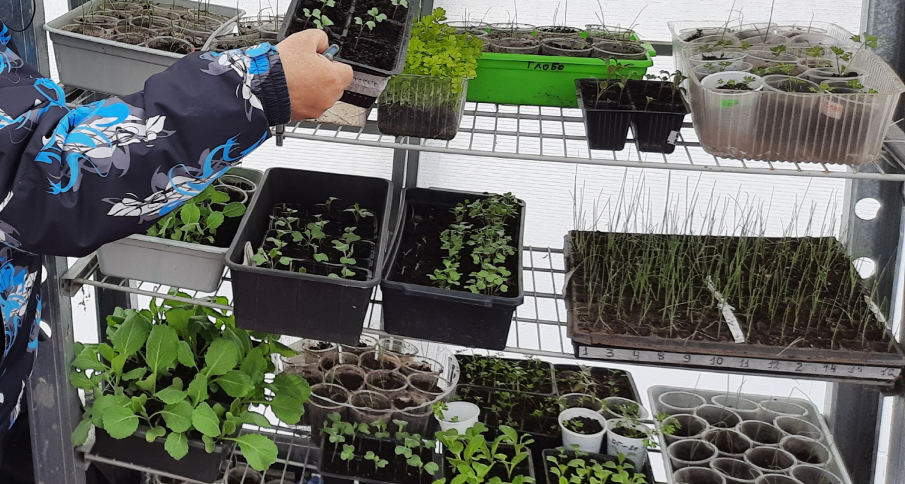 Не выкидывайте деньги на ветер: опытный садовод показала трюк с грунтом, после которого рассада растет сама