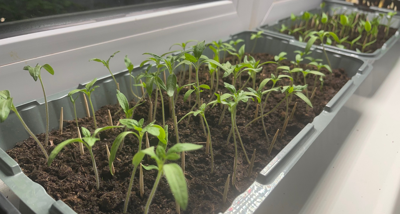 Горячий сезон у огородников стартует в феврале: что посеять уже сейчас для супер-рассады
