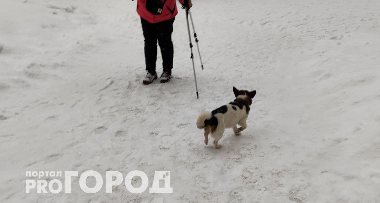 Нужно ли собаке носить одежду: мода или реальная защита от холода