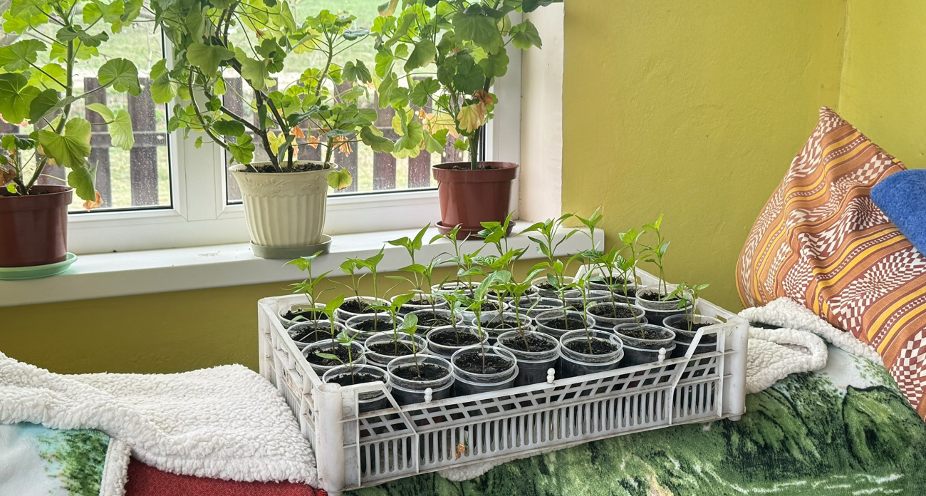 Всего одна капля и рассада растет как на дрожжах: почему об этом молчат опытные дачники